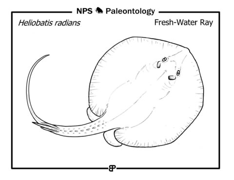 Prehistoric Freshwater Ray (Heliobatis Radians) Coloring Page